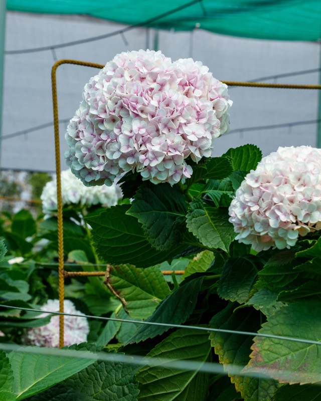 Light Pink Hydrangea